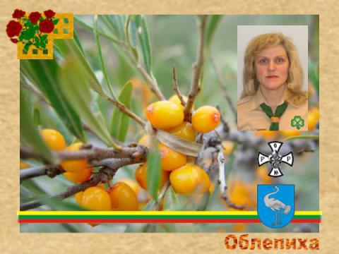 Облепиха (Прибалтийская ОРЮР)