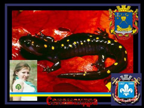 Скауты Украины, г. Николаев
