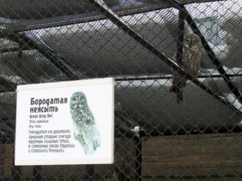 Бородатая Неясыть
