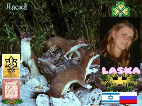 Ласка(Хайфа.Израиль.)