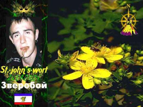 Зверобой(ФСК.Крым.Гурзуф)