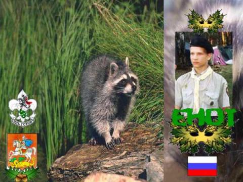 Енот(ОРЮР.Россия)