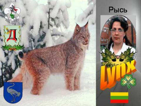 Рысь(ОРЮР.Литва.Висагинос)