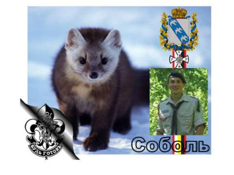 Соболь Курский