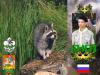 Енот(ОРЮР.Россия)